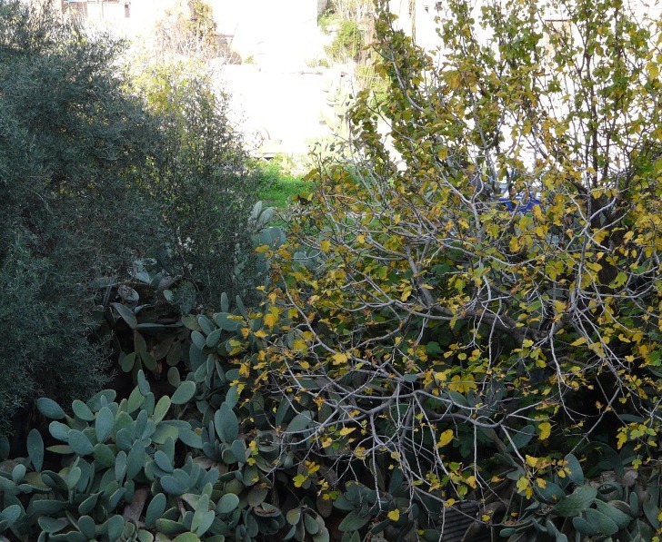 Gallinella d''acqua incredibile?????????????????